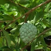 Sugar Apple Live Plant – 10-14in Half Gallon Pot – Annona squamosa Fruit Tree - Image 1