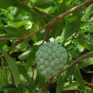 Sugar Apple Live Plant – 10-14in Half Gallon Pot – Annona squamosa Fruit Tree - Image 1