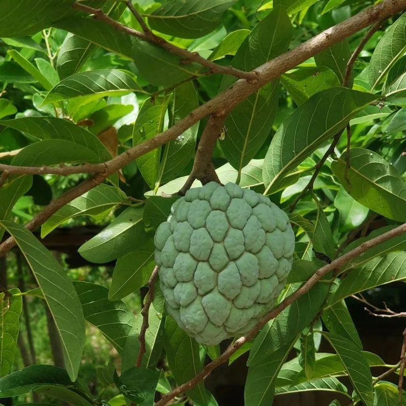 Sugar Apple Live Plant – 10-14in Half Gallon Pot – Annona squamosa Fruit Tree - Image 1