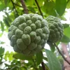 Sugar Apple Live Plant - Annona squamosa, 16-20in Tall, 1 Gallon Pot - Image 1