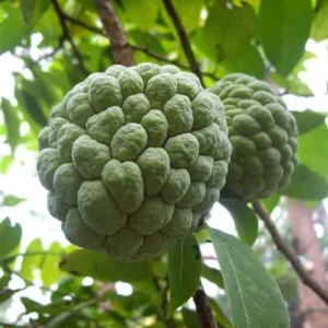 Sugar Apple Live Plant - Annona squamosa, 16-20in Tall, 1 Gallon Pot - Image 1