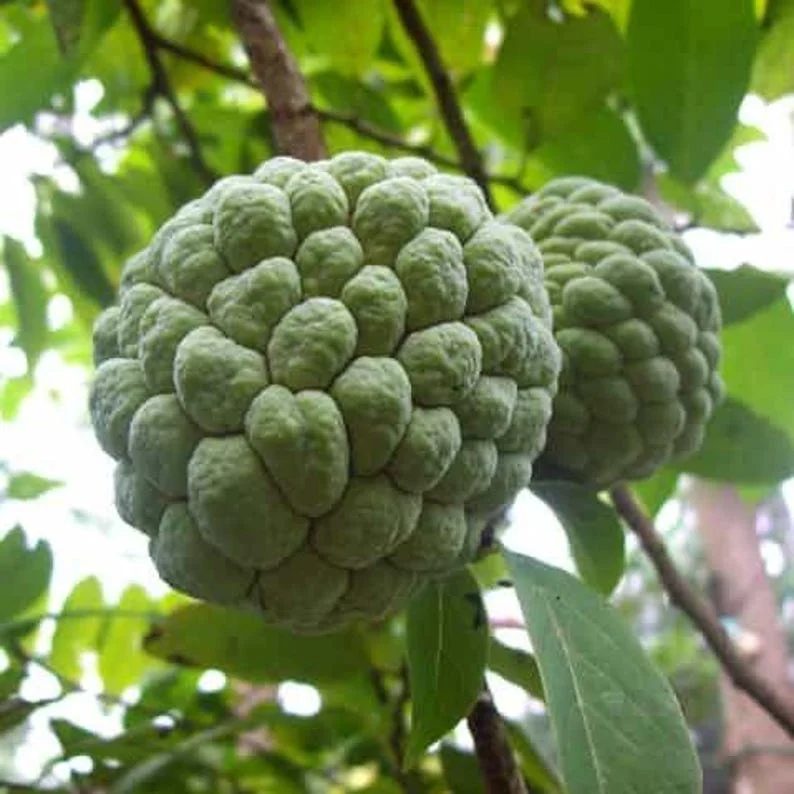 Sugar Apple Live Plant - Annona squamosa, 16-20in Tall, 1 Gallon Pot - Image 1