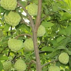 Sugar Apple Live Plant - Annona squamosa, 16-20in Tall, 1 Gallon Pot - Image 2
