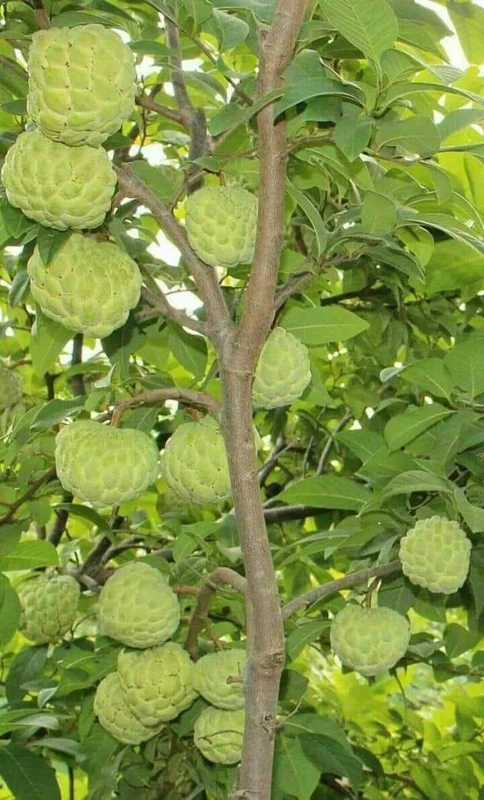 Sugar Apple Live Plant - Annona squamosa, 16-20in Tall, 1 Gallon Pot - Image 2