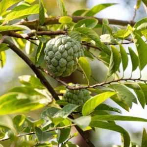 Sugar Apple Live Plant – Annona squamosa – 22-26 Inch Tall – 1 Gallon Pot – Fruit Tree - Image 2