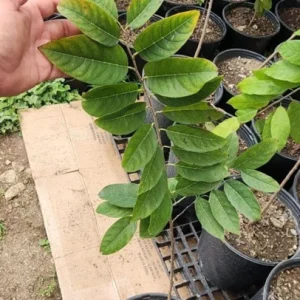 Sugar Apple Live Plant – Annona squamosa – 22-26 Inch Tall – 1 Gallon Pot – Fruit Tree - Image 3