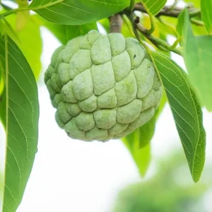 Sugar Apple Live Plant – Annona squamosa – 22-26 Inch Tall – 1 Gallon Pot – Fruit Tree - Image 1