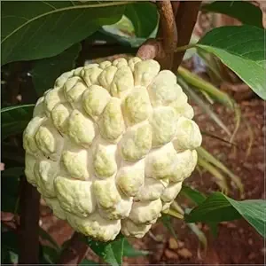 Sugar Apple Live Plant – Annona Squamosa – 4 inch Pot – Tropical Fruit Tree - Image 2