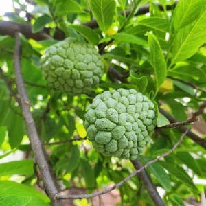 Sugar Apple Live Plant – Annona Squamosa – 4 inch Pot – Tropical Fruit Tree - Image 1