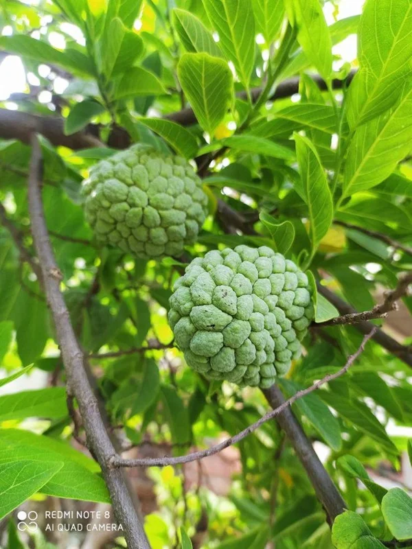 Sugar Apple Live Plant – Annona Squamosa – 4 inch Pot – Tropical Fruit Tree - Image 1