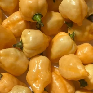 Sugar Rush Cream Chili Live Plant - Super Hot Pepper (5,000-15,000 SHU) - 3 Pack - Image 2