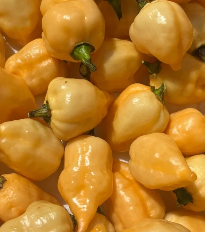 Sugar Rush Cream Chili Live Plant - Super Hot Pepper (5,000-15,000 SHU) - 3 Pack - Image 2