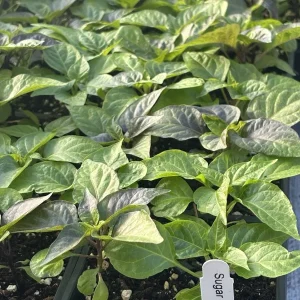 Sugar Rush Cream Chili Live Plant - Super Hot Pepper (5,000-15,000 SHU) - 3 Pack - Image 1