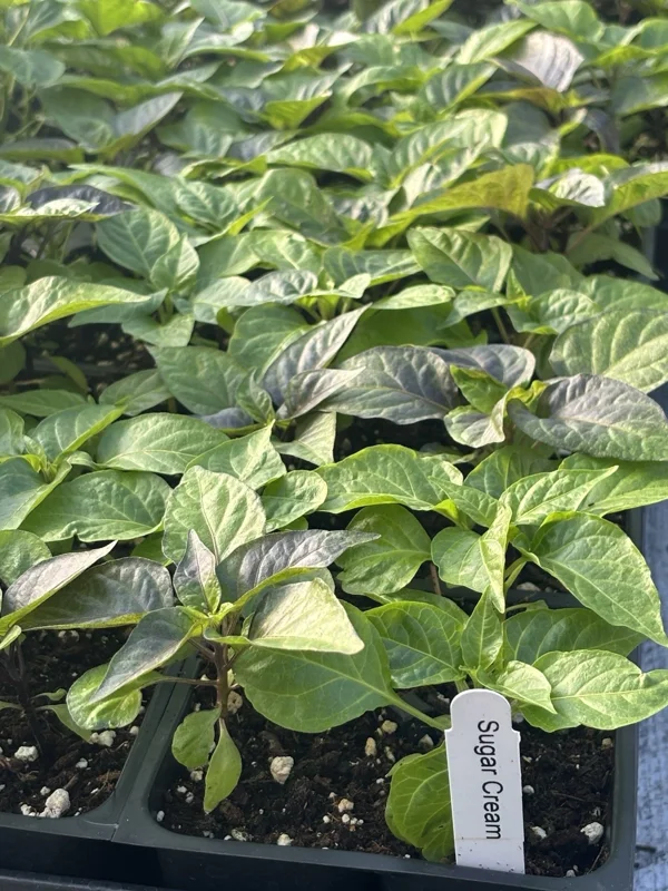 Sugar Rush Cream Chili Live Plant - Super Hot Pepper (5,000-15,000 SHU) - 3 Pack - Image 1