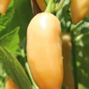 Sugar Rush Peach Chili Live Plants - 3-Pack Super Hot Pepper, 50,000-100,000 SHU - Image 2