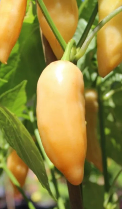 Sugar Rush Peach Chili Live Plants - 3-Pack Super Hot Pepper, 50,000-100,000 SHU - Image 2