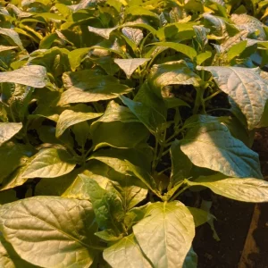 Sugar Rush Peach Chili Live Plants - 3-Pack Super Hot Pepper, 50,000-100,000 SHU - Image 3