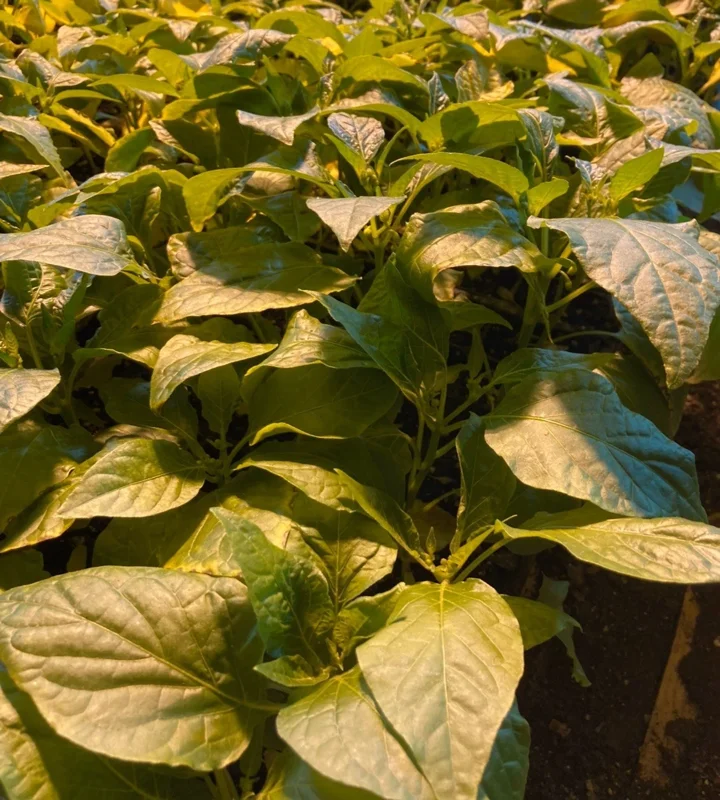 Sugar Rush Peach Chili Live Plants - 3-Pack Super Hot Pepper, 50,000-100,000 SHU - Image 3
