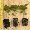 Sugar Rush Peach Chili Live Plants - 3-Pack Super Hot Pepper, 50,000-100,000 SHU - Image 1