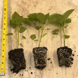 Sugar Rush Peach Chili Live Plants - 3-Pack Super Hot Pepper, 50,000-100,000 SHU - Image 1