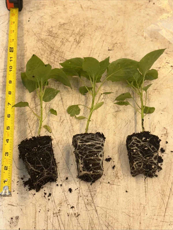 Sugar Rush Peach Chili Live Plants - 3-Pack Super Hot Pepper, 50,000-100,000 SHU - Image 1