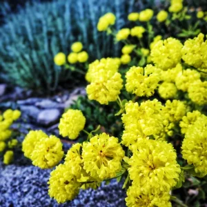 Sulphurflower Buckwheat Seeds - Eriogonum umbellatum, Yellow Flower, Perennial - Image 2