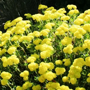 Sulphurflower Buckwheat Seeds - Eriogonum umbellatum, Yellow Flower, Perennial - Image 3