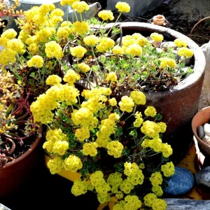 Sulphurflower Buckwheat Seeds - Eriogonum umbellatum, Yellow Flower, Perennial - Image 4