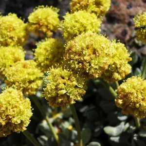 Sulphurflower Buckwheat Seeds - Eriogonum umbellatum, Yellow Flower, Perennial - Image 5