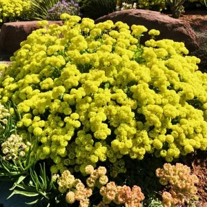 Sulphurflower Buckwheat Seeds - Eriogonum umbellatum, Yellow Flower, Perennial - Image 6