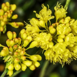 Sulphurflower Buckwheat Seeds - Eriogonum umbellatum, Yellow Flower, Perennial - Image 7