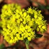 Sulphurflower Buckwheat Seeds - Eriogonum umbellatum, Yellow Flower, Perennial - Image 1