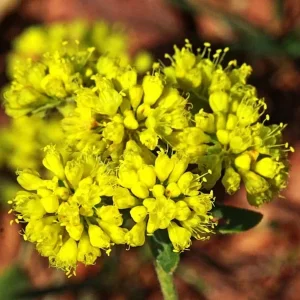 Sulphurflower Buckwheat Seeds - Eriogonum umbellatum, Yellow Flower, Perennial - Image 1