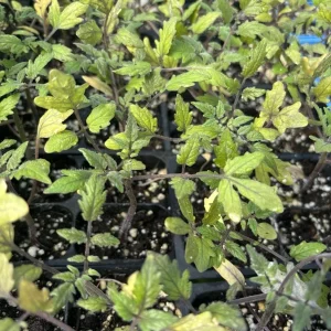 Sun Sugar Golden Tomato Live Plants - 3 Pack, 6-10 inches, Indeterminate, Outdoor - Image 2