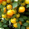 Sun Sugar Golden Tomato Live Plants - 3 Pack, 6-10 inches, Indeterminate, Outdoor - Image 1