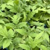 Super Fantastic Tomato Live Plants - Determinate Variety, 2-Pack, 6-10 in Tall, Outdoor - Image 1