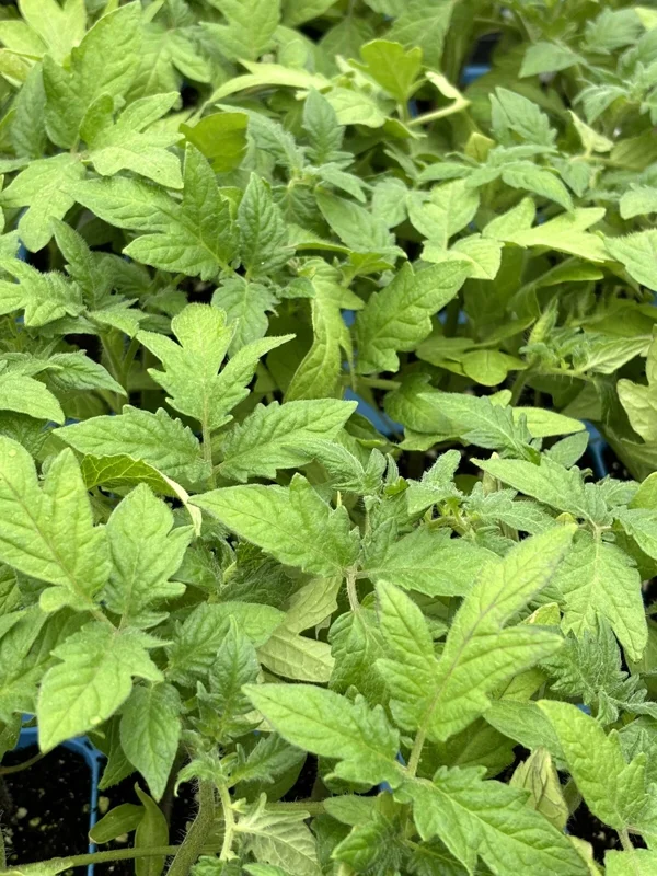 Super Fantastic Tomato Live Plants - Determinate Variety, 2-Pack, 6-10 in Tall, Outdoor - Image 1