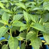 Super Hot Chili Pepper Live Plants - Lot of 3, 75 Day Old, Fast Growing - Image 1