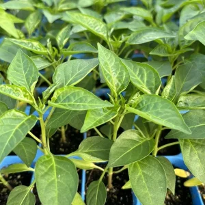 Super Hot Chili Pepper Live Plants - Lot of 3, 75 Day Old, Fast Growing - Image 1