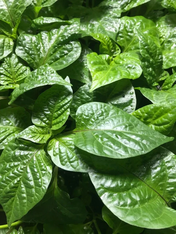 Super Hot Pepper Live Plants 4-Pack – Customizable 75+ Day Old Vegetable Plants for Indoor/Outdoor - Image 1