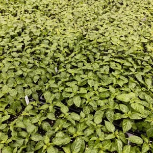 Super Hot Pepper Live Plants - YOU PICK 3 Pack, 75+ Days Old, 6-12 inches - Image 2