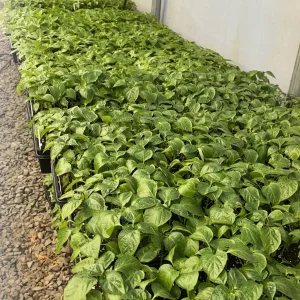 Super Hot Pepper Live Plants - YOU PICK 3 Pack, 75+ Days Old, 6-12 inches - Image 3