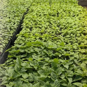 Super Hot Pepper Live Plants - YOU PICK 3 Pack, 75+ Days Old, 6-12 inches - Image 5