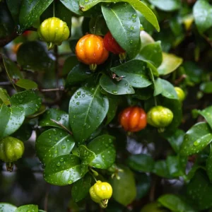 Surinam Cherry Live Plant - 22 to 26 inch (2 ft) Tall - 1 Gallon Pot - Outdoor - Image 2