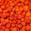 Surinam Cherry Live Plant - 22 to 26 inch (2 ft) Tall - 1 Gallon Pot - Outdoor - Image 1