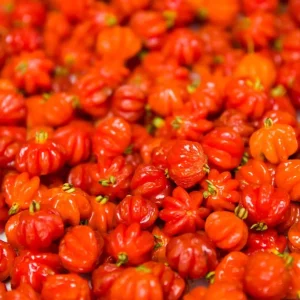 Surinam Cherry Live Plant - 22 to 26 inch (2 ft) Tall - 1 Gallon Pot - Outdoor - Image 1