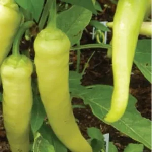 Sweet Banana Pepper Live Plants - 3 Pack for Home Gardens, 18-24 in Tall - Image 1