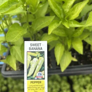 Sweet Banana Pepper Live Plants - 3 Pack for Home Gardens, 18-24 in Tall - Image 2