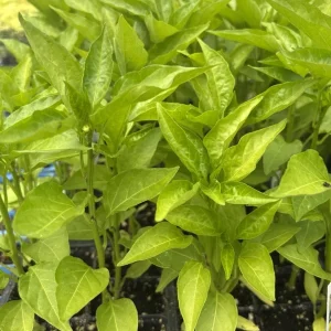 Sweet Banana Pepper Live Plants - 3 Pack for Home Gardens, 18-24 in Tall - Image 3