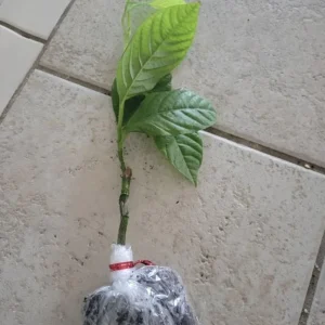 Sweet Sunrise Passion Fruit Live Plant – 4-6 Inches Tall – Tropical Climbing Vine - Image 2
